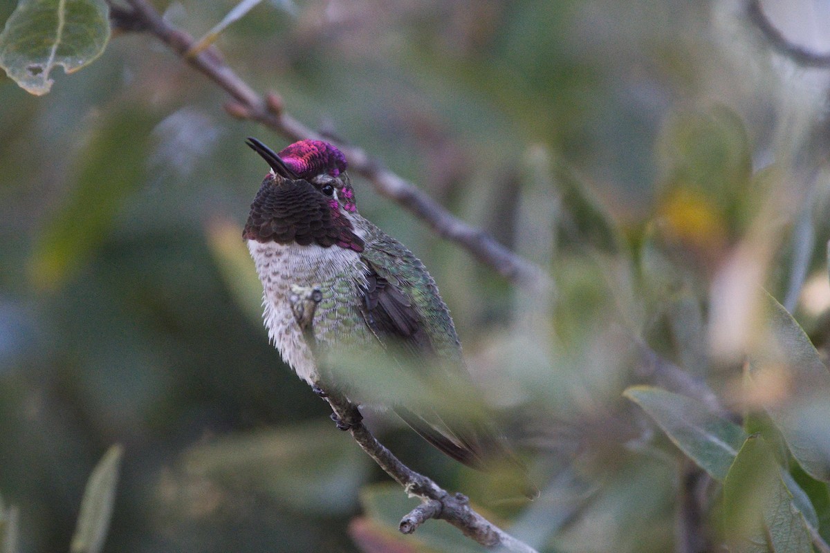 Anna's Hummingbird - Lyle Ross