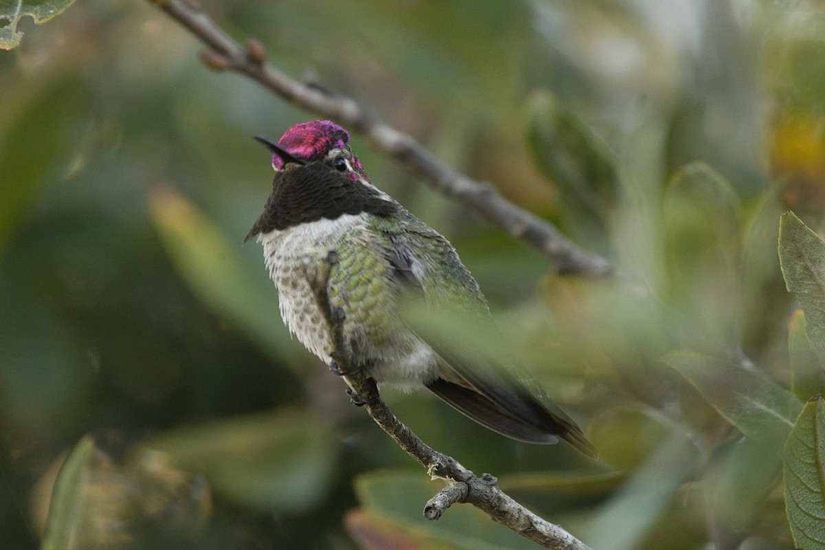Anna's Hummingbird - Lyle Ross
