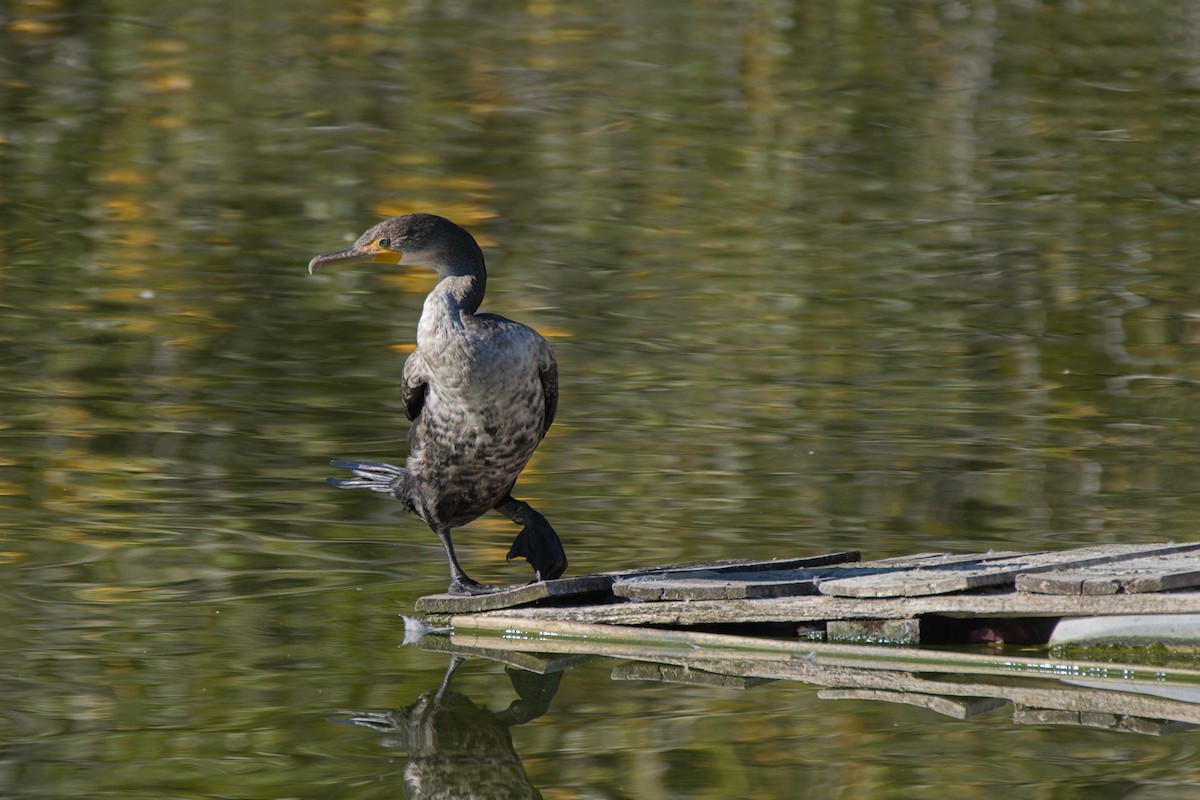 Double-crested Cormorant - Lyle Ross