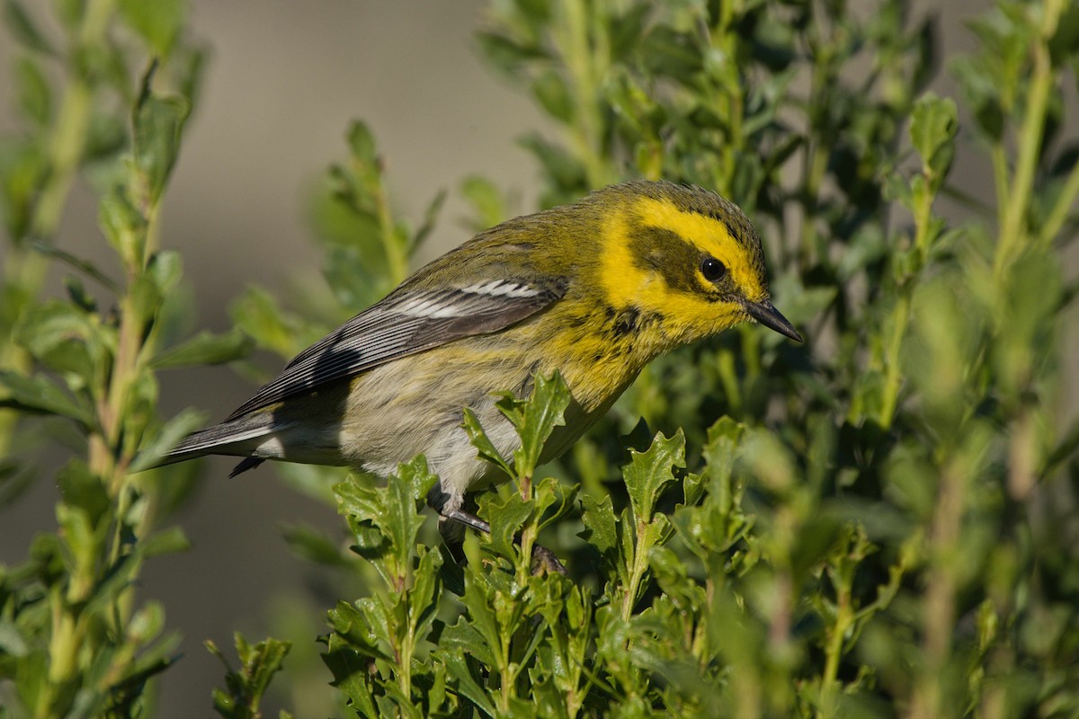 Townsend's Warbler - ML506432341