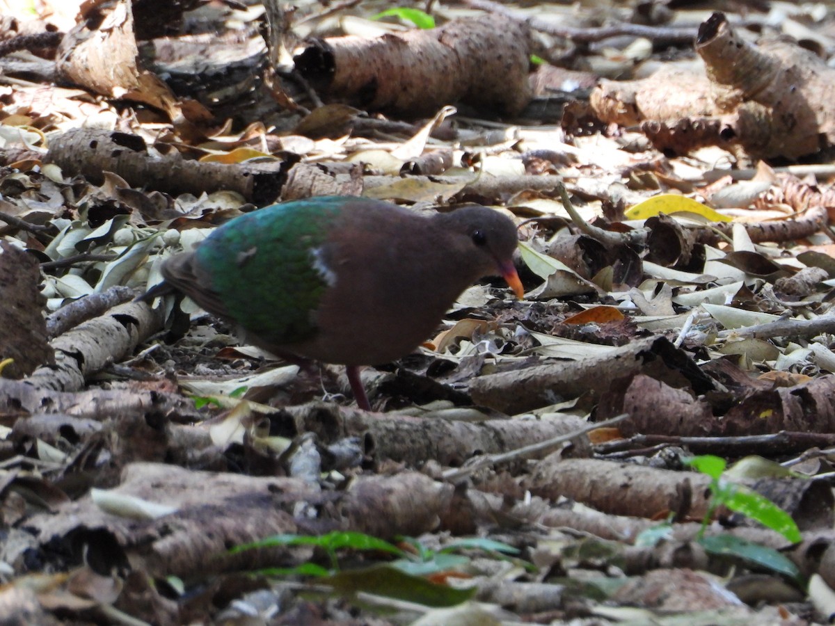 Pacific Emerald Dove - ML506432661