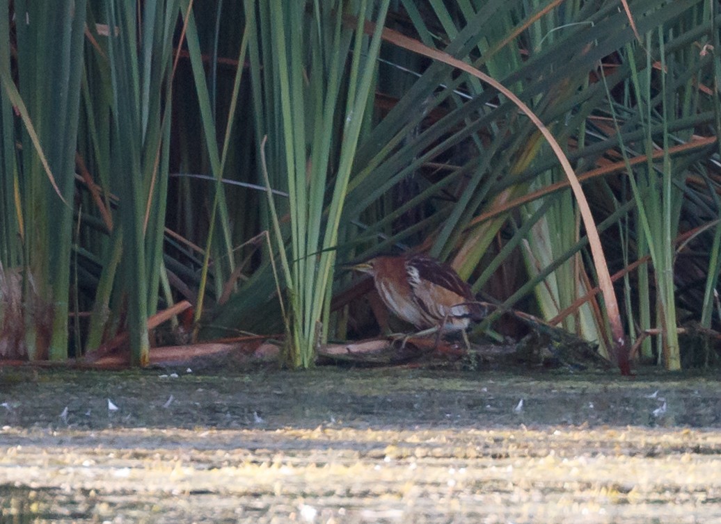 Little Bittern - ML50643481