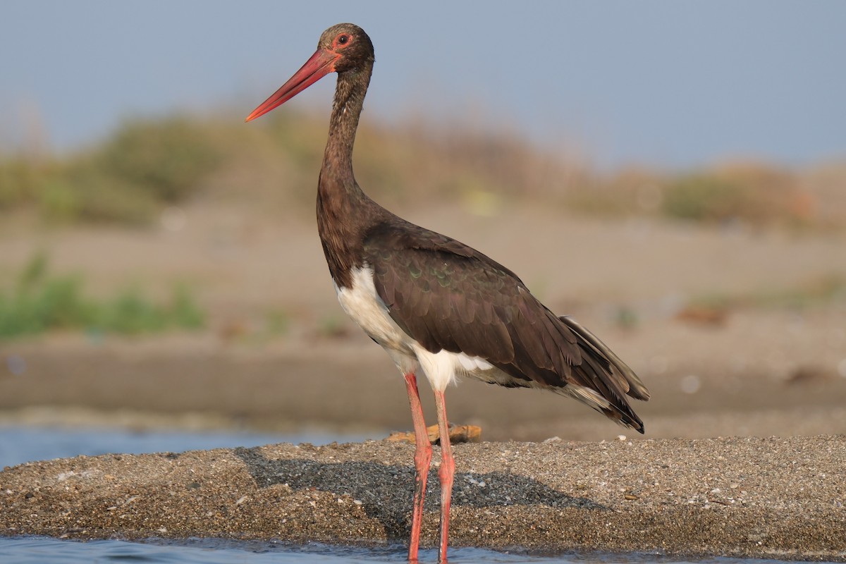 Black Stork - Güner Erkanlı