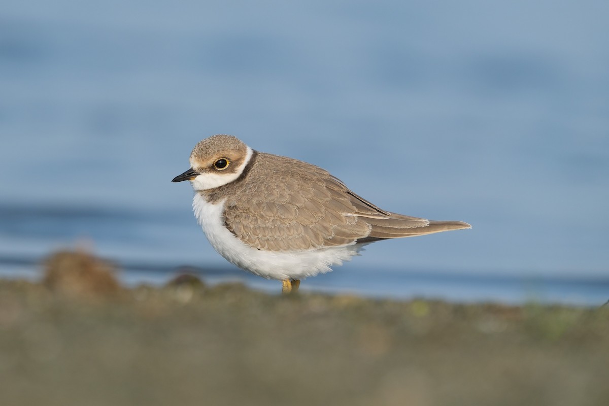 Little Ringed Plover - Güner Erkanlı