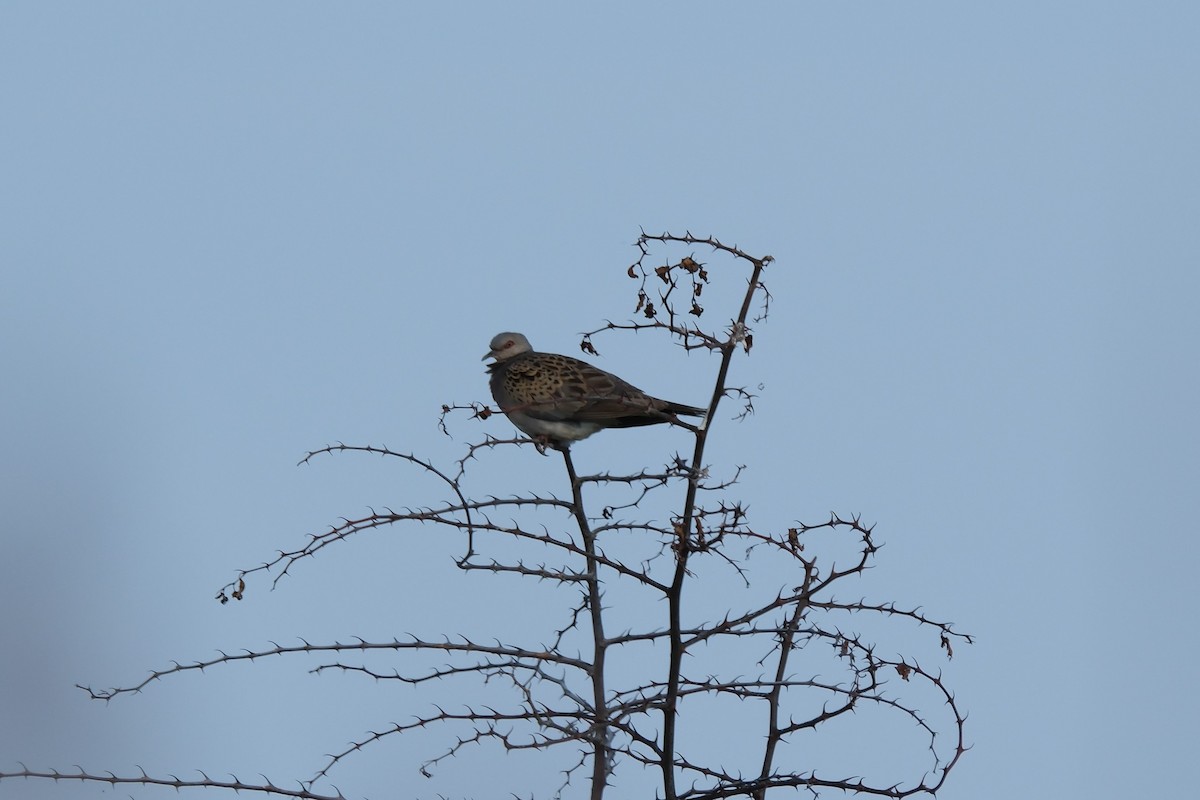 European Turtle-Dove - ML506436431