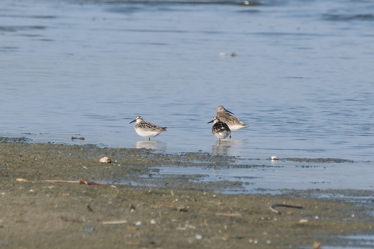 Broad-billed Sandpiper - Güner Erkanlı