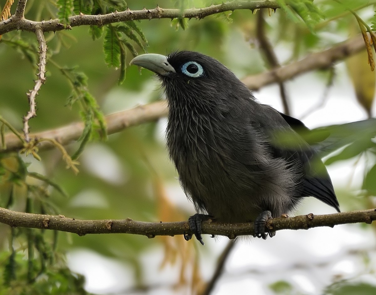 Blue-faced Malkoha - ML506436541