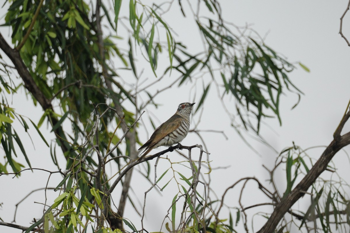 Little Bronze-Cuckoo - ML506436791