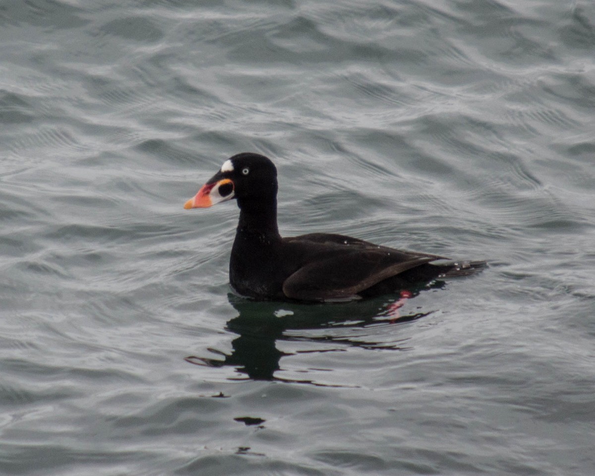 Surf Scoter - Joanne Dial