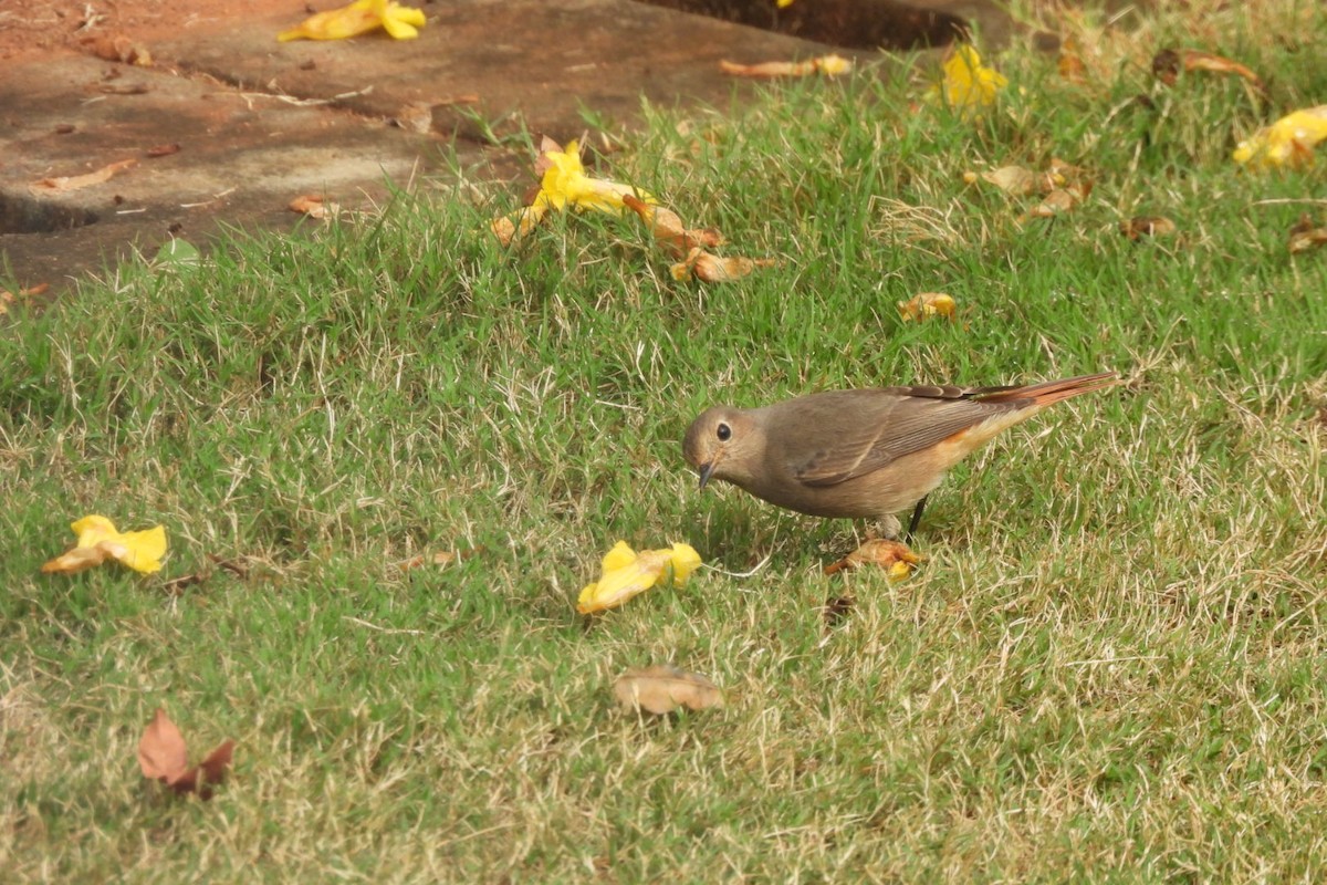 Black Redstart - ML506437381