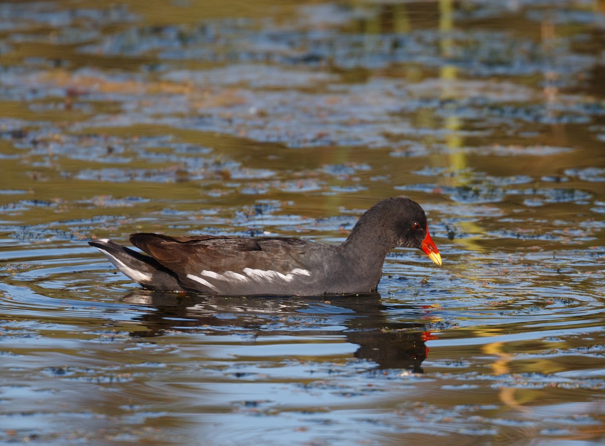 Eurasian Moorhen - ML50643791