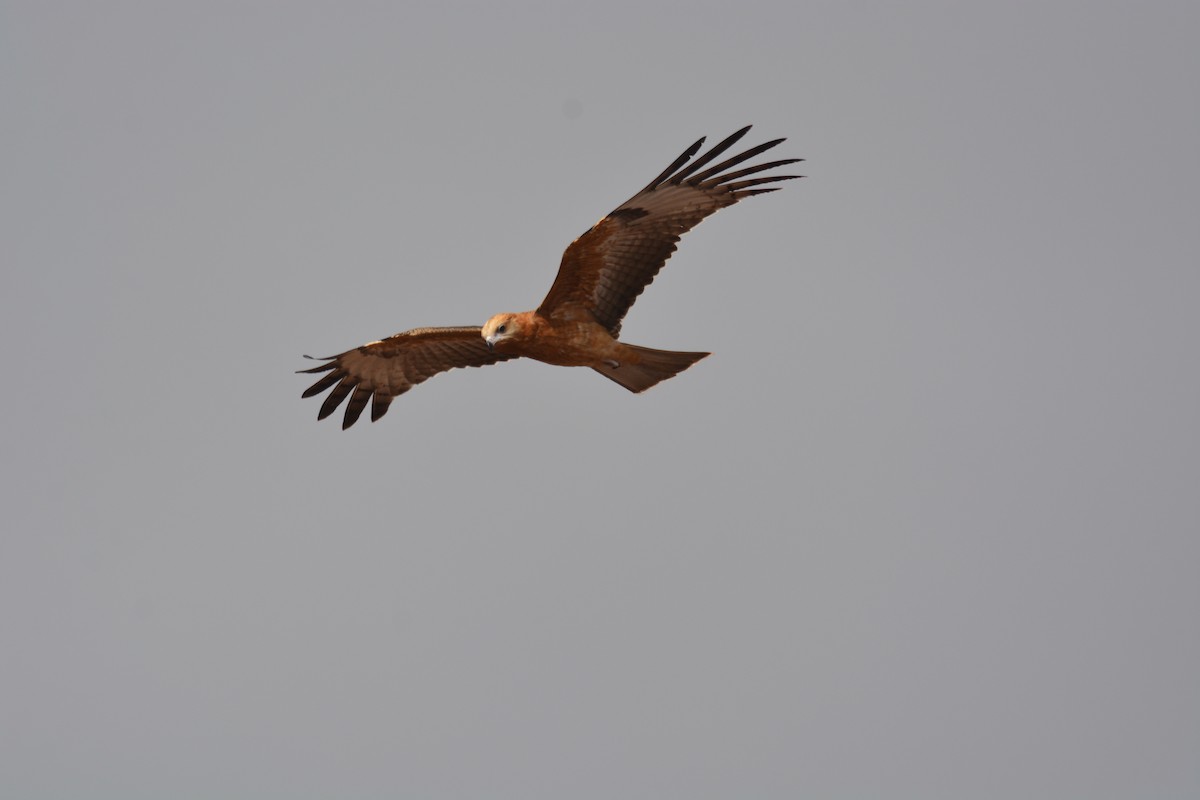 Square-tailed Kite - Grant Griffin