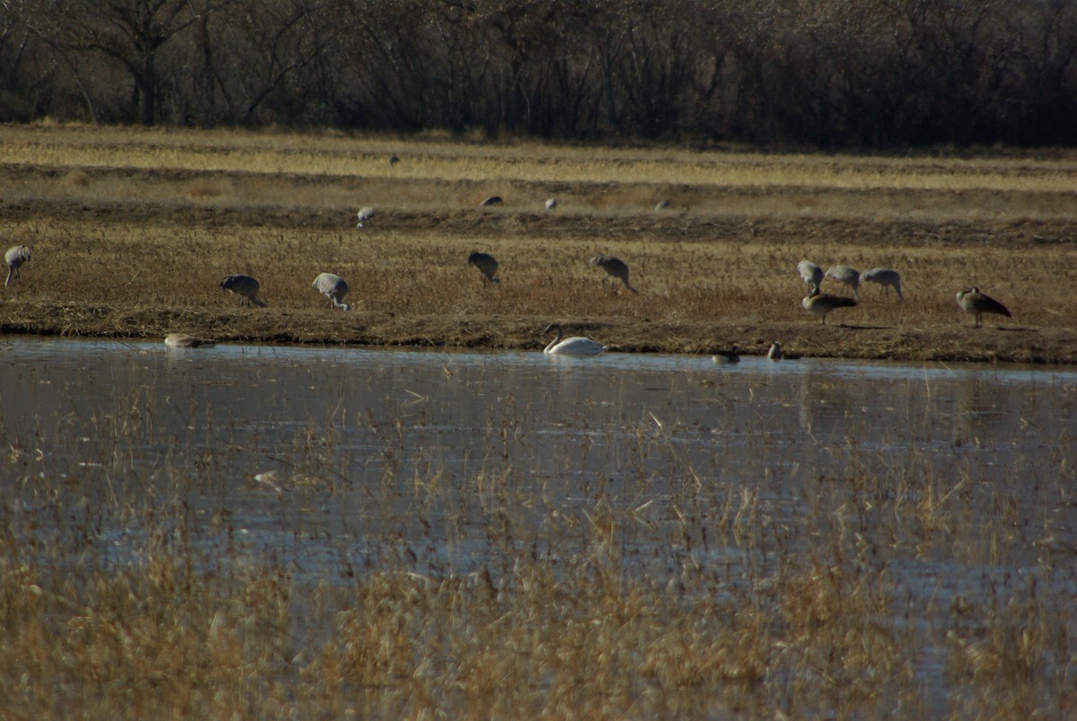 Tundra Swan - ML506438241