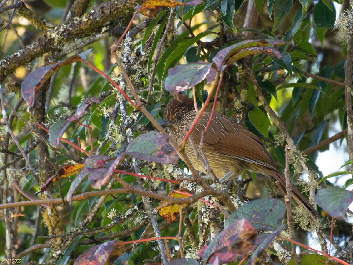 Striated Laughingthrush - ML506439101