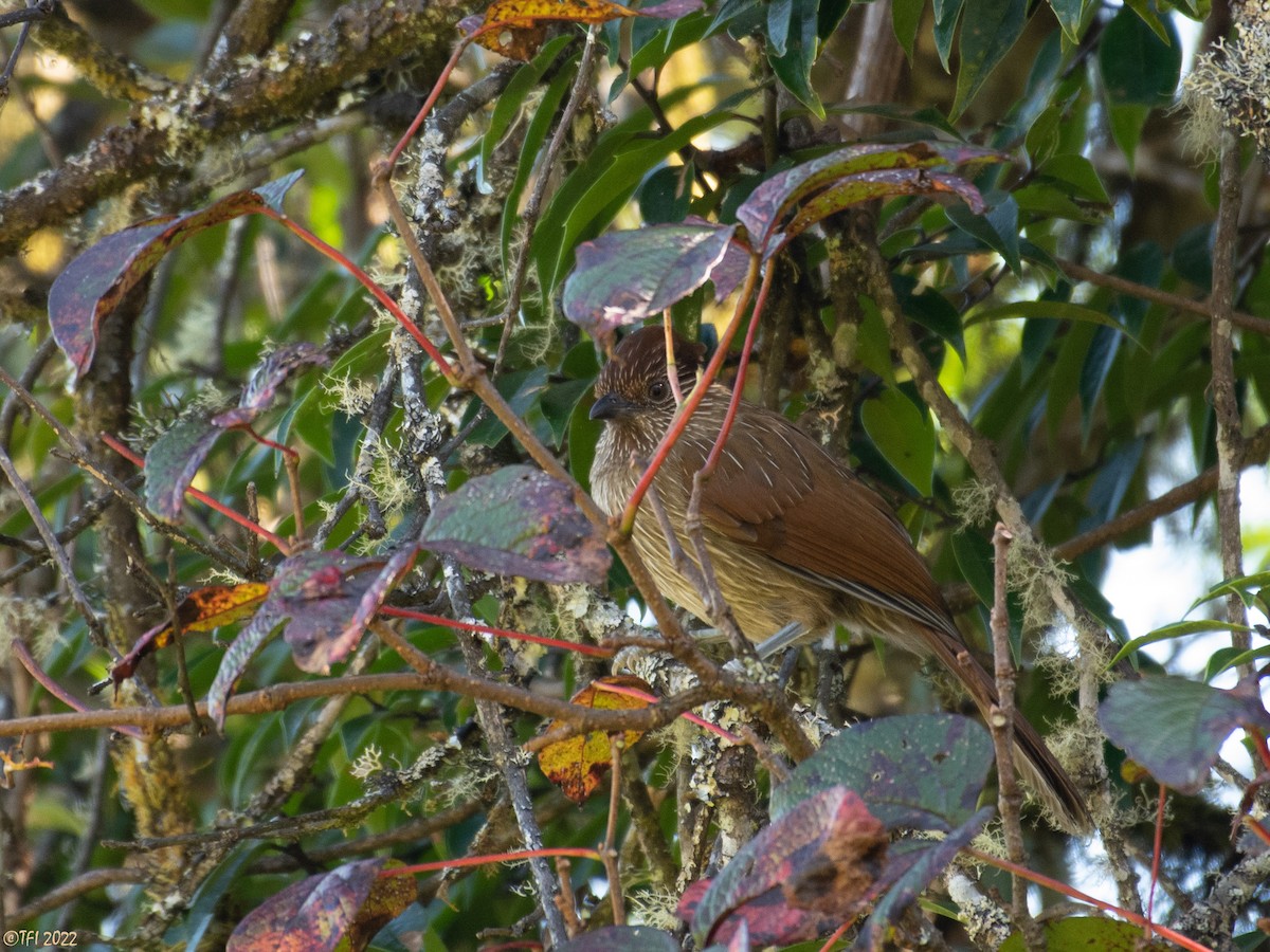 Striated Laughingthrush - ML506439111