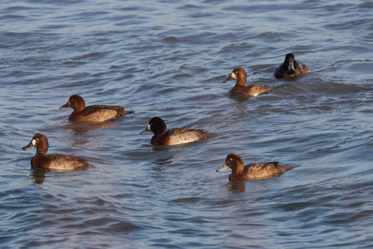 Greater Scaup - ML506441271