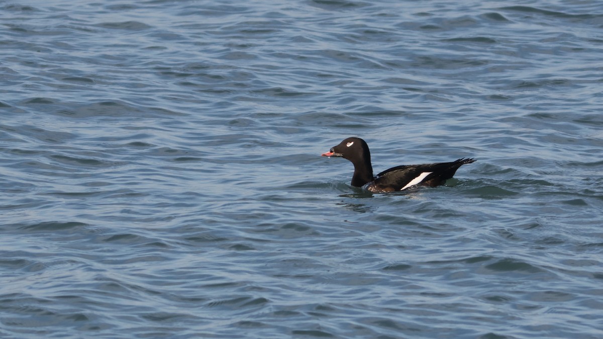 White-winged Scoter - Pawel Starski