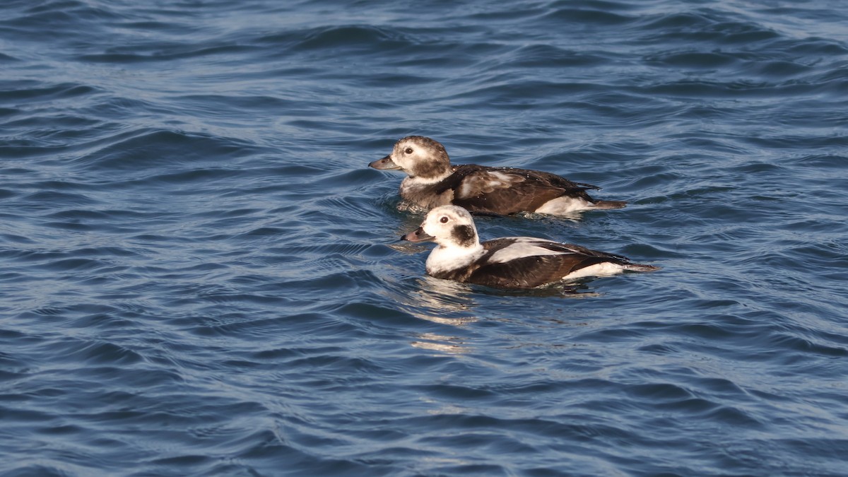 Long-tailed Duck - ML506441321