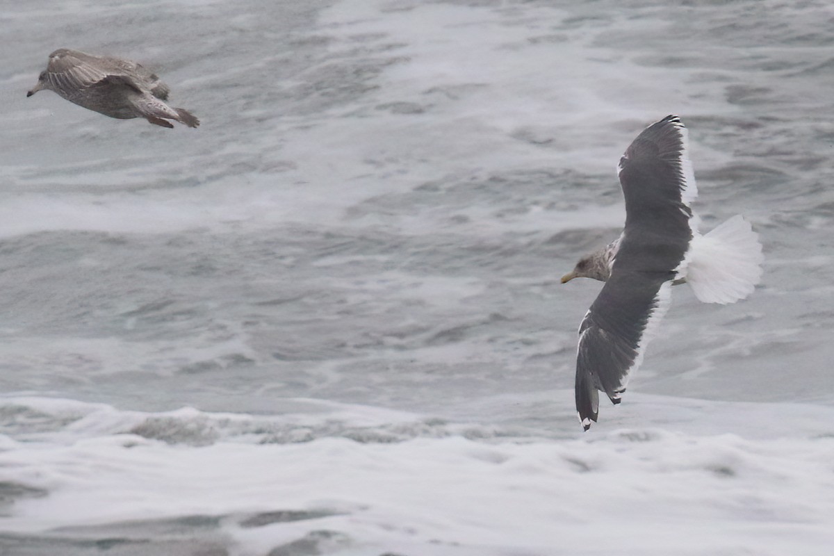 Slaty-backed Gull - Ingvar Atli Sigurðsson