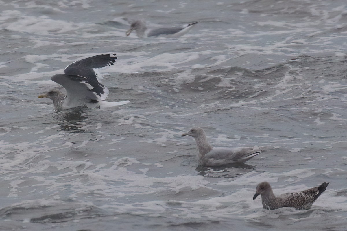 Slaty-backed Gull - Ingvar Atli Sigurðsson