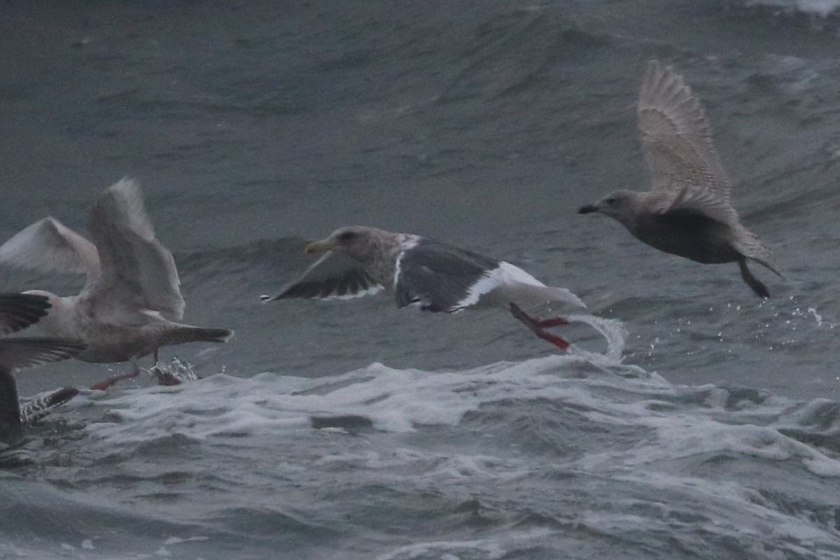 Gaviota de Kamchatka - ML506441481