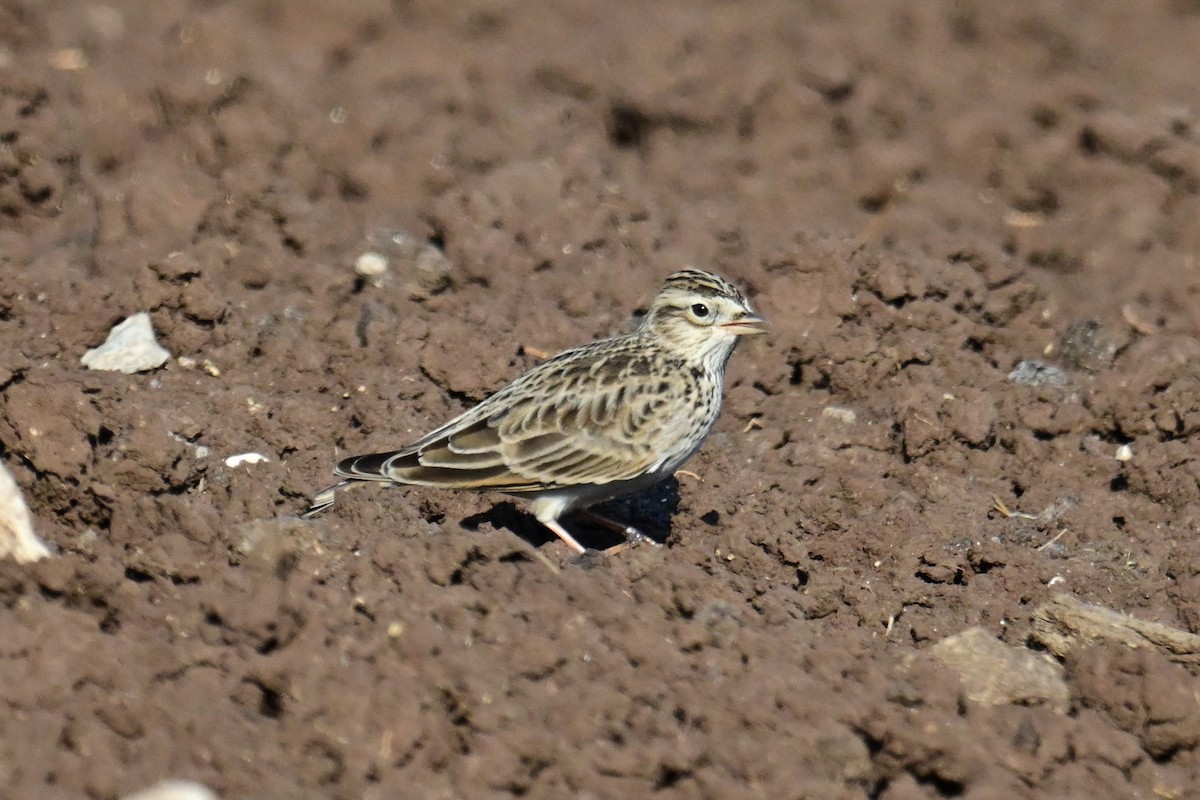 Eurasian Skylark - ML506443431