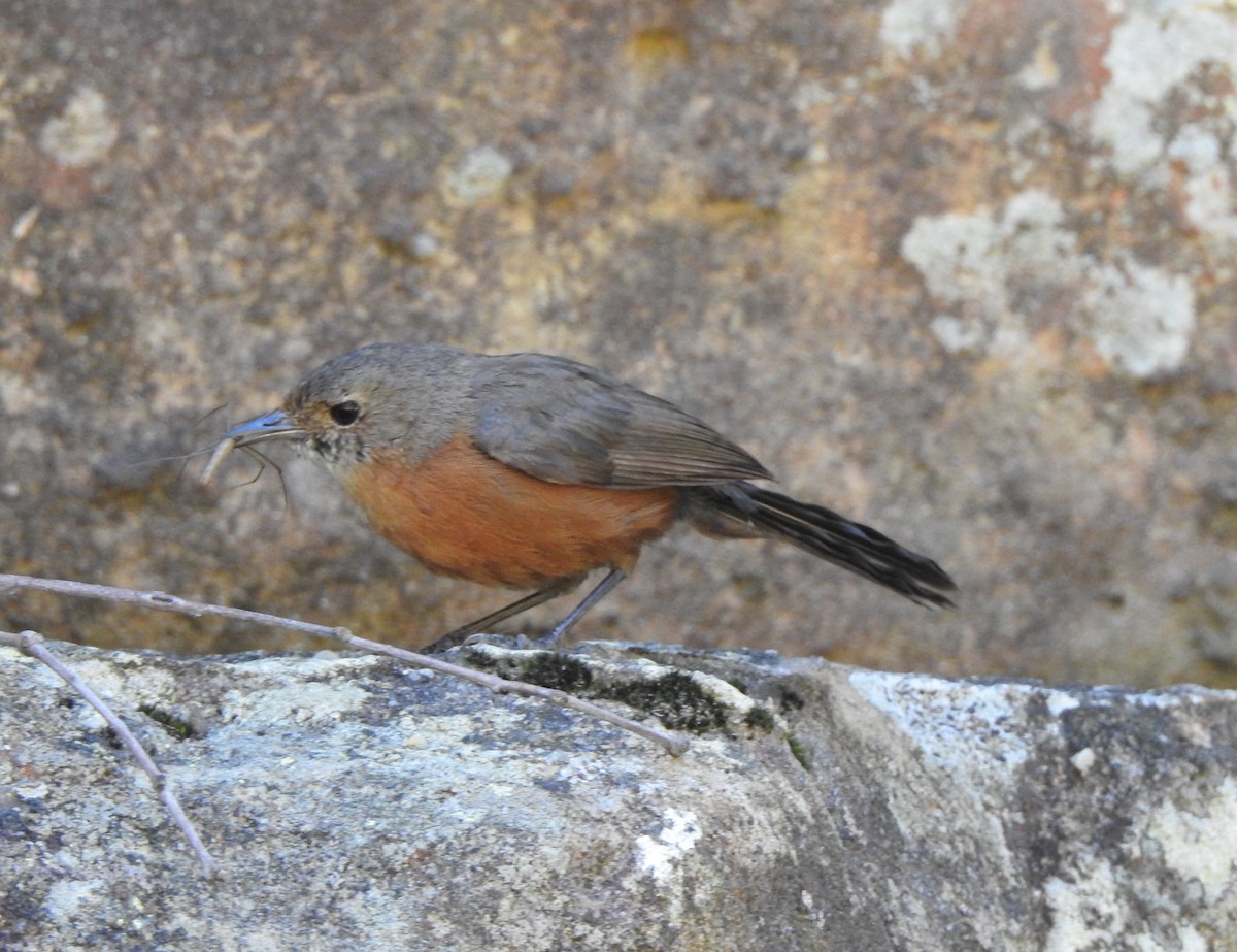 Rockwarbler - ML506444011