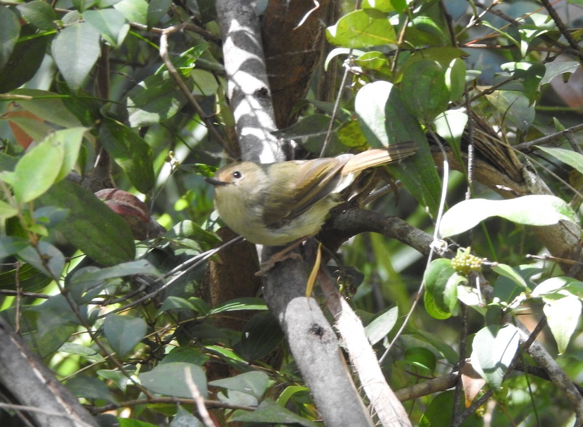 Large-billed Scrubwren - ML506444041