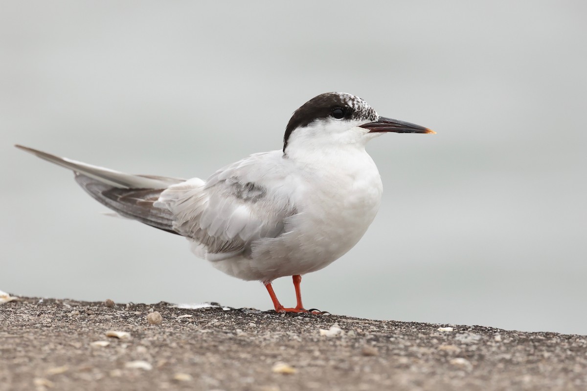 Common Tern - Chris Wiley