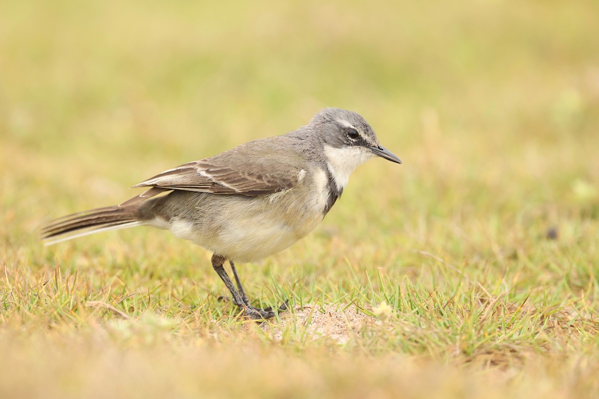 Cape Wagtail - ML506444351