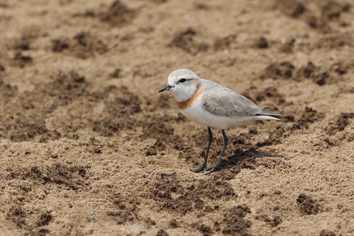 Chestnut-banded Plover - Chris Wiley