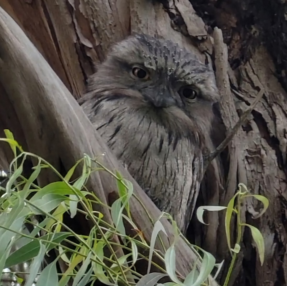 Tawny Frogmouth - ML506445861