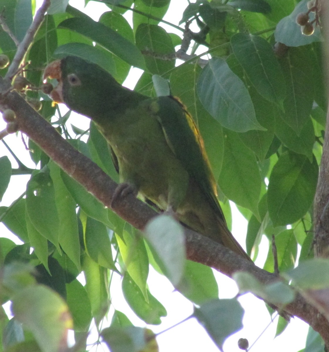 Pacific Parakeet - Kathryn Clouston