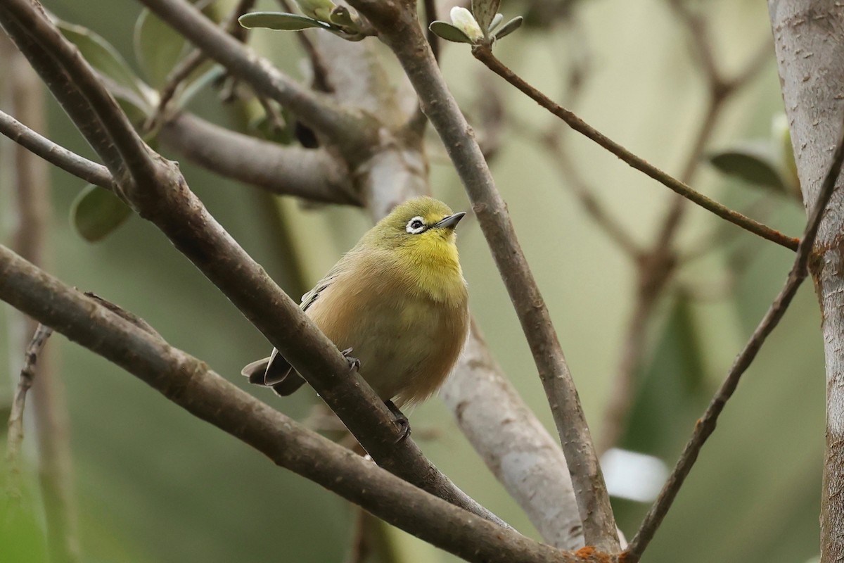 Orange River White-eye - Chris Wiley