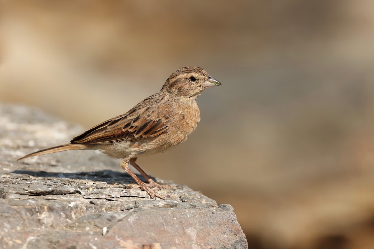 Lark-like Bunting - ML506447581