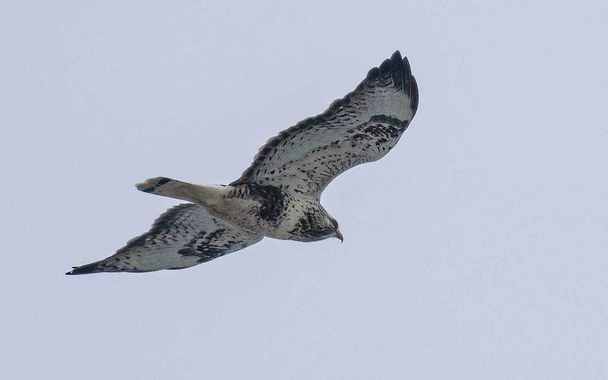 Rough-legged Hawk - ML506448161