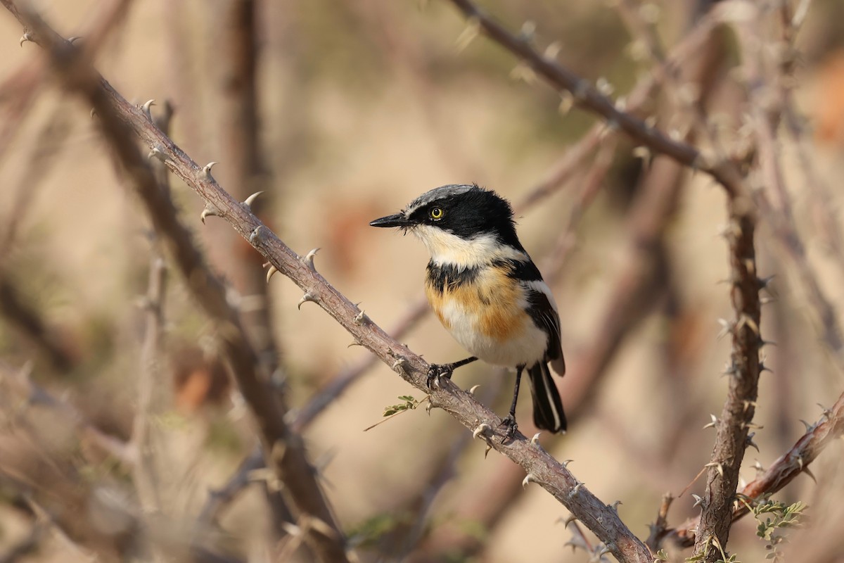 Pririt Batis - ML506448491