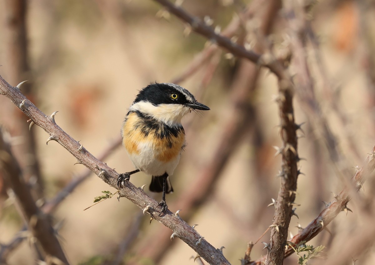 Pririt Batis - ML506448501