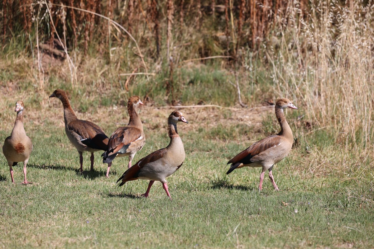 Egyptian Goose - ML506449081