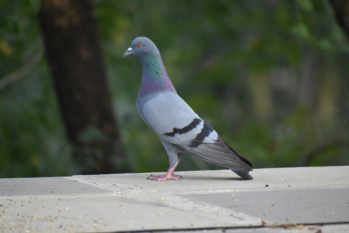 Rock Pigeon (Feral Pigeon) - ML506451401