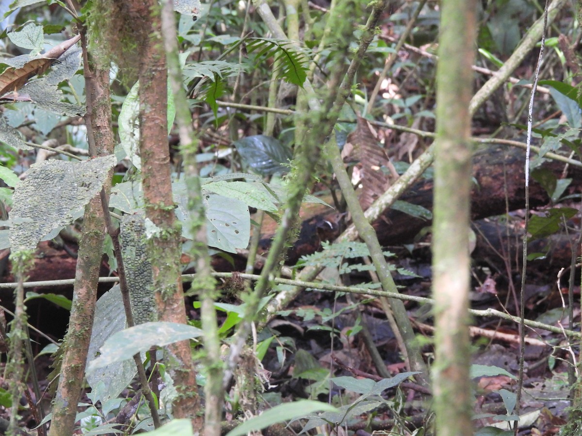 Wing-banded Wren - ML506451811