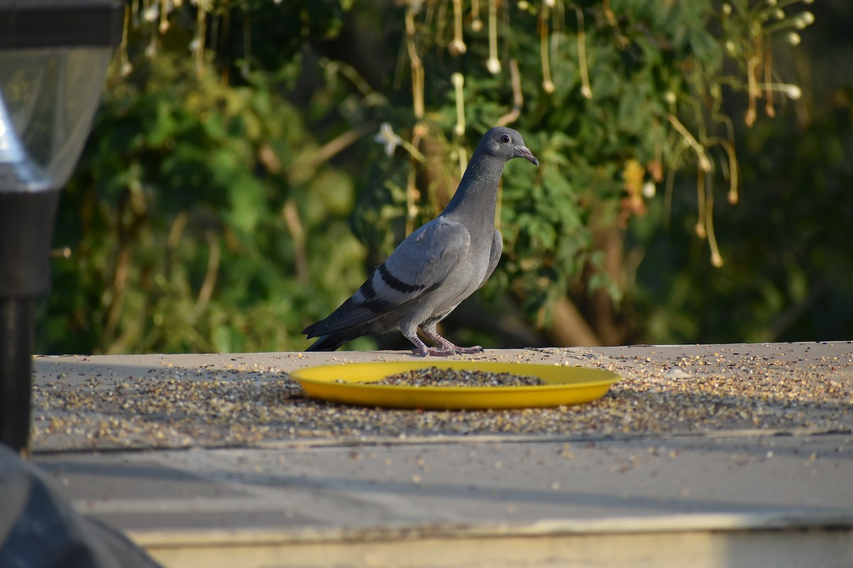 Rock Pigeon (Feral Pigeon) - ML506451901