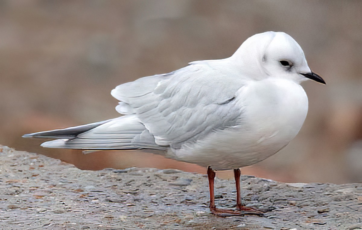 Gaviota Rosada - ML506452811