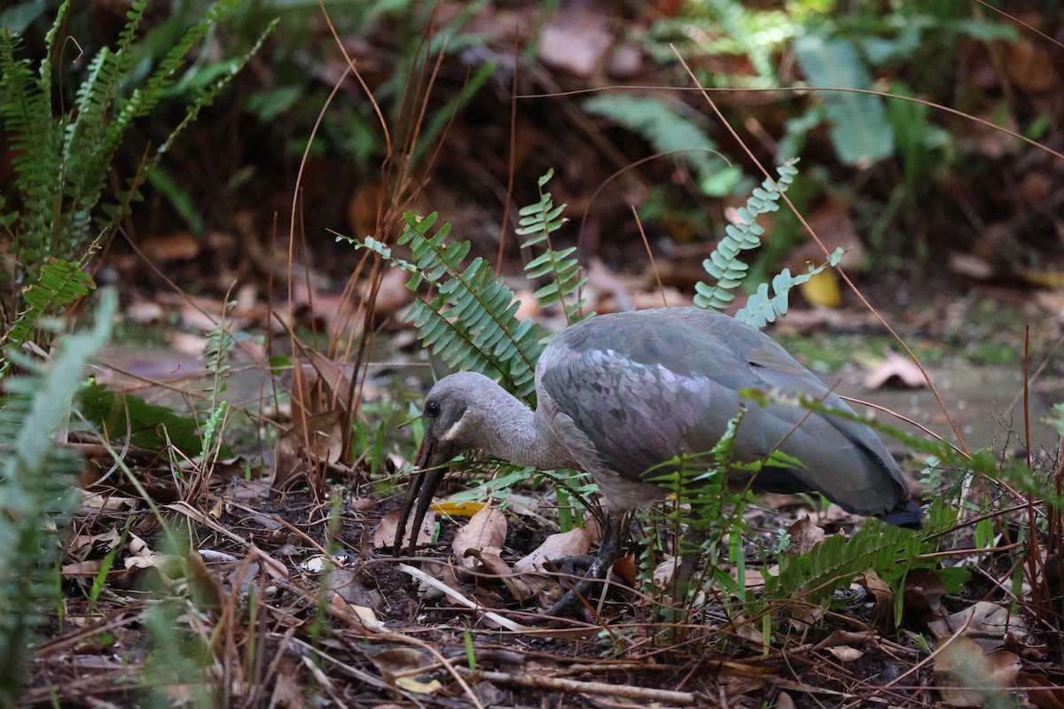 Hadada Ibis - ML506457591