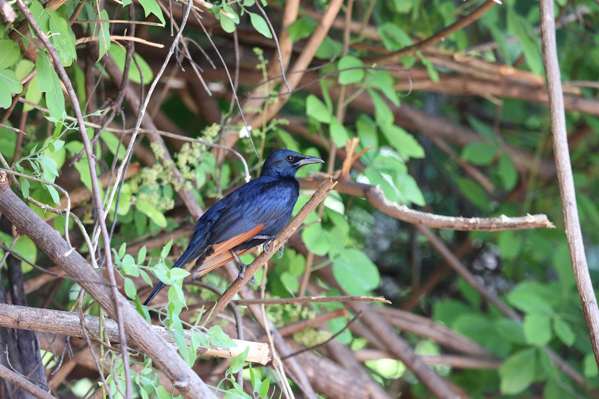 Red-winged Starling - ML506457741
