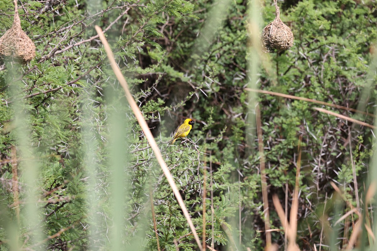 Southern Masked-Weaver - ML506457921