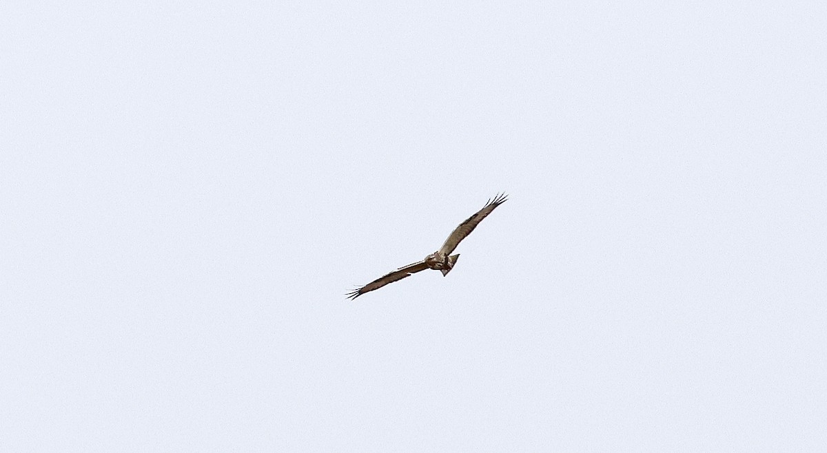 Rough-legged Hawk - ML506457981