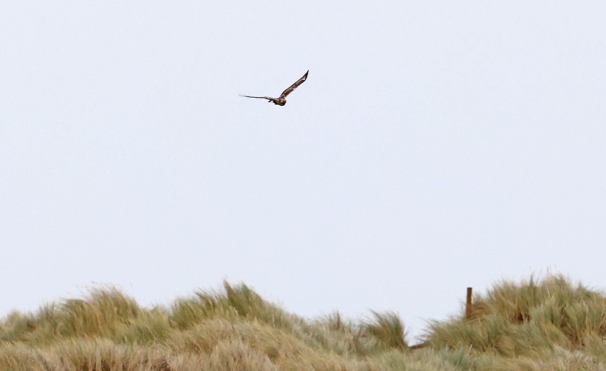 Rough-legged Hawk - ML506458001