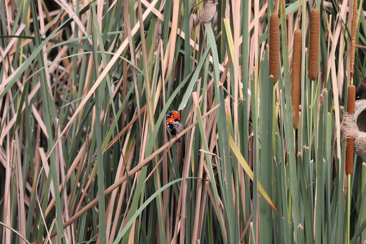 Southern Red Bishop - ML506458011