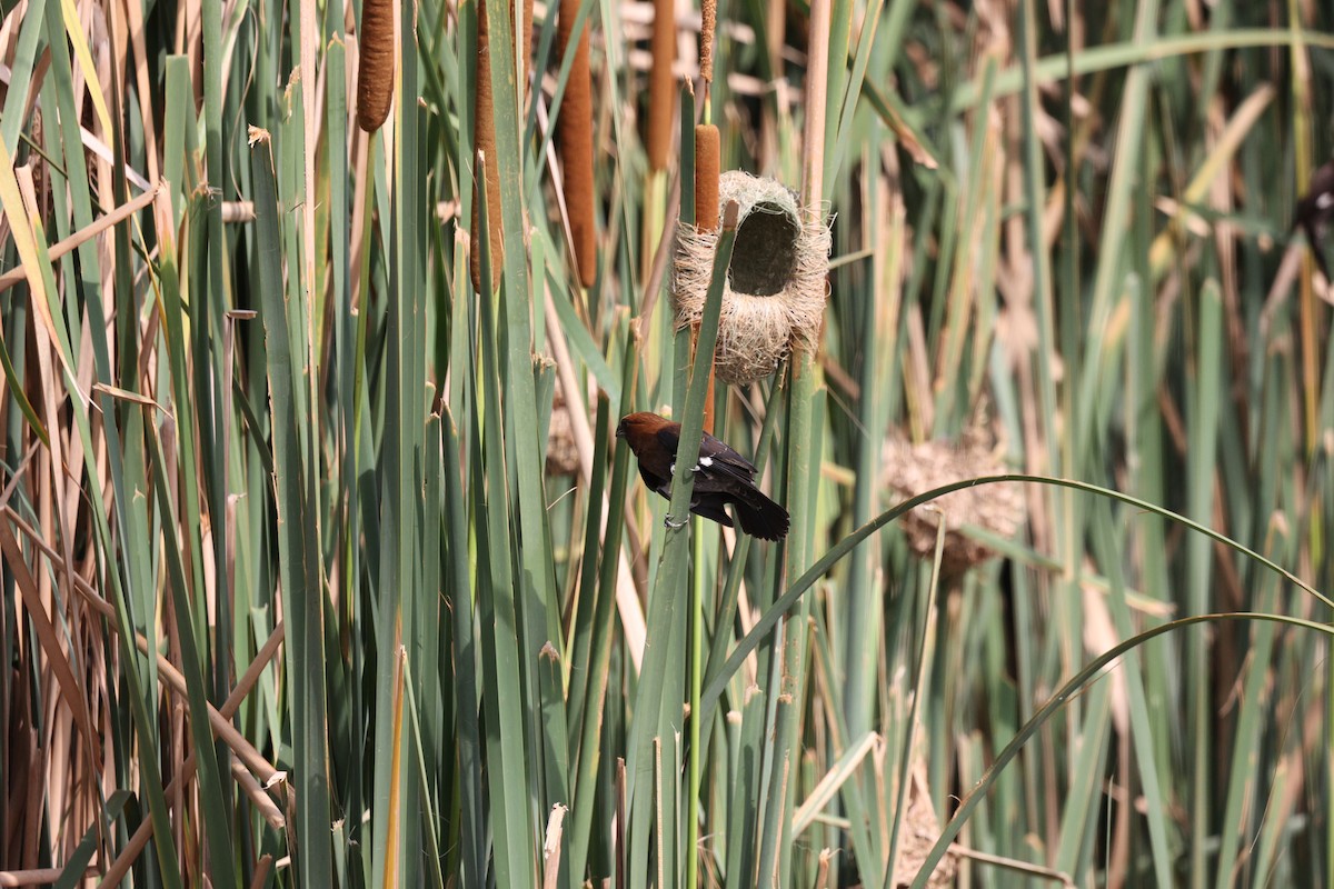 Grosbeak Weaver - ML506458061